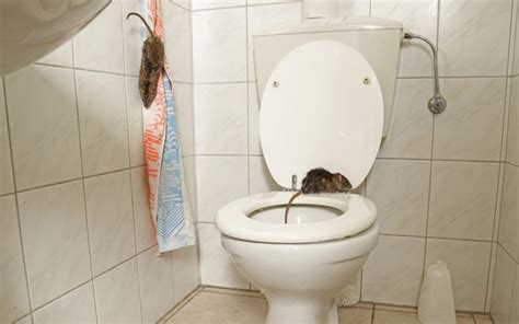 Rat Infestation Solved by Pest Control Experts Pestology