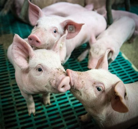 Dierenwelzijn in Fryslân - Grienlinks statenfractie Fryslân