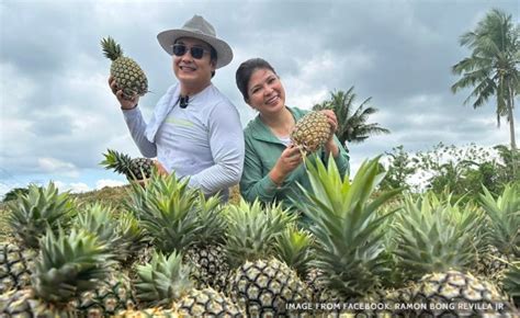 Ripe and ready: Bong Revilla takes family on pineapple harvest trip