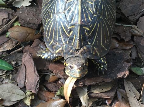 Major the Florida Box Turtle - Peace River Wildlife Center