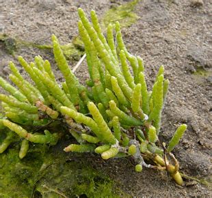 Seasonal Wild Flowers - Common Glasswort