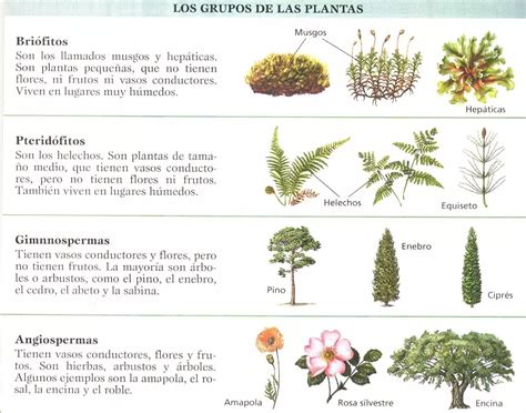 La clasificación de las plantas