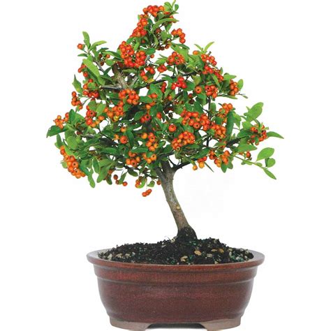 Brussel's Dwarf Pyracantha Bonsai - Small - (Outdoor) - Walmart.com - Walmart.com