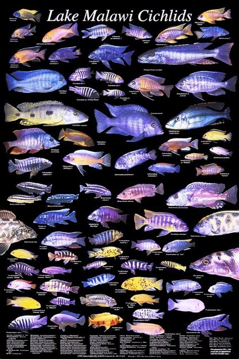 Biology 2108 | Cichlid aquarium, Lake malawi cichlids, African cichlid aquarium