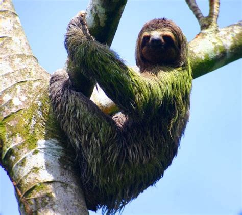 15 Fun Facts about Sloths in the Rainforest | Enchanting Costa Rica