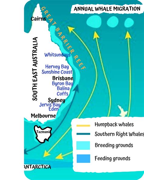 Humpback Whale Migration Guide - Ocean Life Education