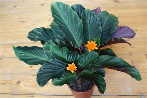 Calathea crocata / Calathea azafrán, Calathea florecida - Consejos para ...