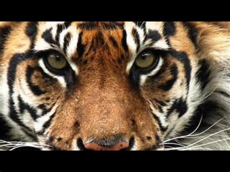 TIGER ROAR SOUND IN HIGH QUALITY - YouTube