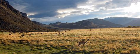 Guanaco en Chile