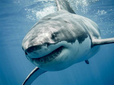 Deep Blue, the Massive, 20ft-long Great White Shark Thought to Be Biggest on Record, Spotted Off ...