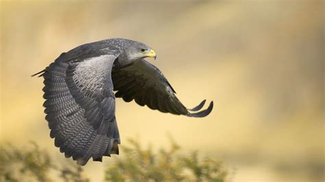 Peregrine Falcon Wallpapers - Wallpaper Cave