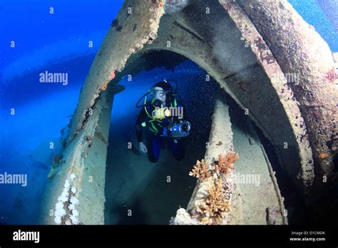 Marine Life in the Red Sea Stock Photo - Alamy