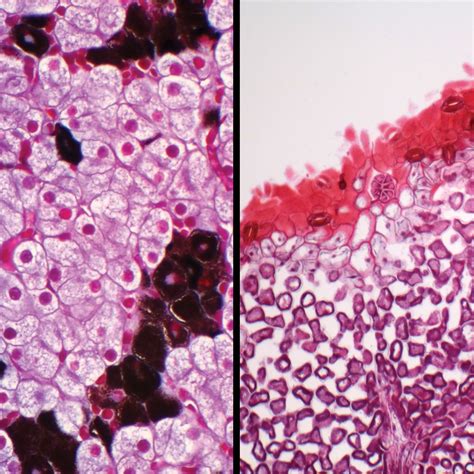 Typical Animal and Plant Cells, sec., Individual Microscope Slide ...