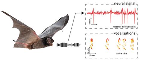 Radio Waves vs Sound Waves - Completely Different, Right?