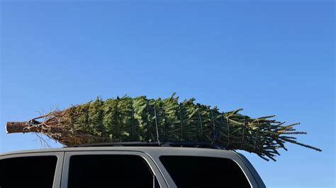 Is it legal to put a Christmas tree on the roof of your car? - Drive