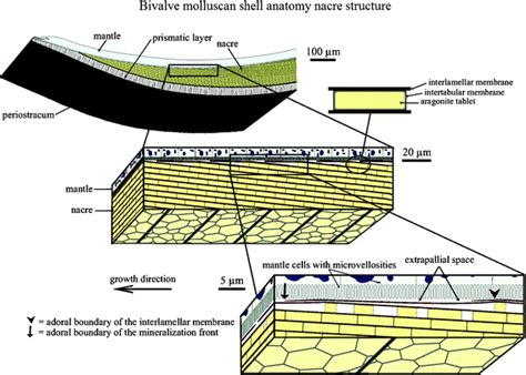 Hierarchical structure and mechanical properties of nacre: a review - RSC Advances (RSC ...