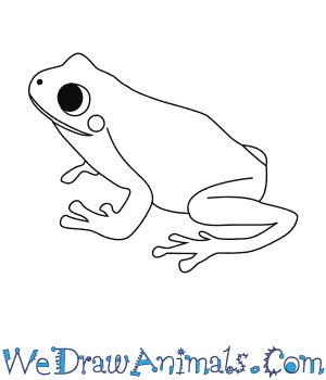 How to Draw a Green Tree Frog