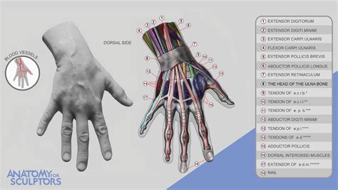 Anatomy For Sculptors - The dorsum of hand