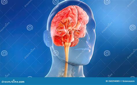 Sacral Nerve Stimulation, Also Known As Sacral Neuromodulation Stock Illustration - Illustration ...