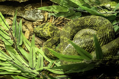 Mangshan Mountain Viper Photograph by Douglas Barnett