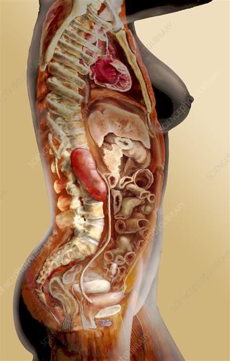 Female Urinary System - Stock Image - P556/0101 - Science Photo Library