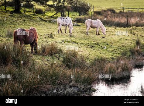 Iconic wild Bodmin Ponies grazing on Bodmin Moor in Cornwall Stock ...