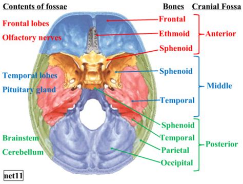 Sectional Anatomy - Ch 2, Cranium and Facial Bones Flashcards | Quizlet