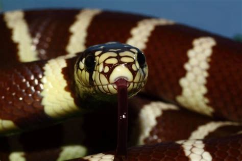 California Kingsnake Size | How Big Do California Kingsnakes Get?