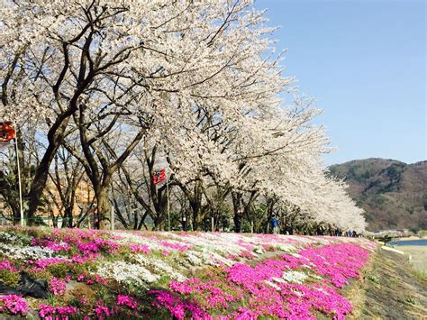 Fuji Kawaguchiko Cherry Blossom Festival 2024 - Japan Web Magazine