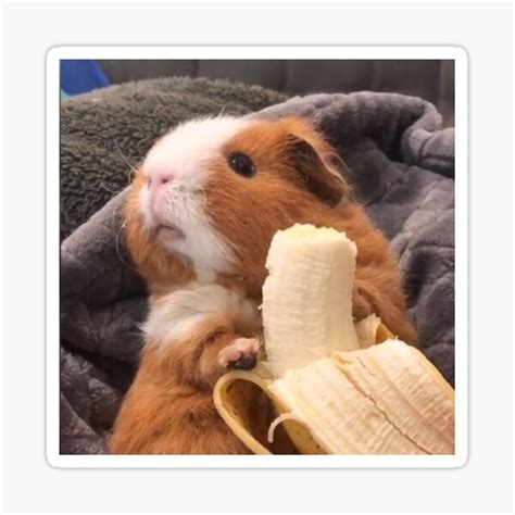 View 18 Hamster Eating Banana Meme - inflamesepics