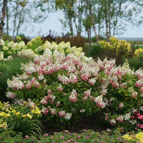 Pinky Winky Hydrangea | Spring Meadow - wholesale liners - Spring Meadow Nursery