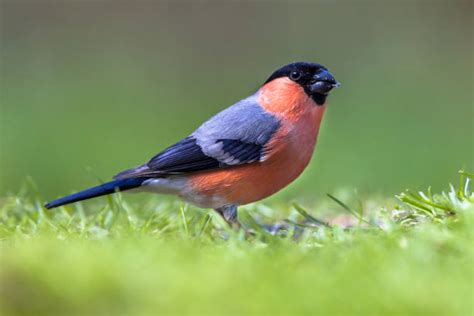 12,200+ Bullfinch Stock Photos, Pictures & Royalty-Free Images - iStock