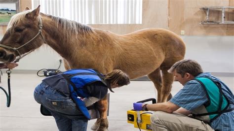 Diagnosing and Treating Lameness in Horses - Manytoons.net