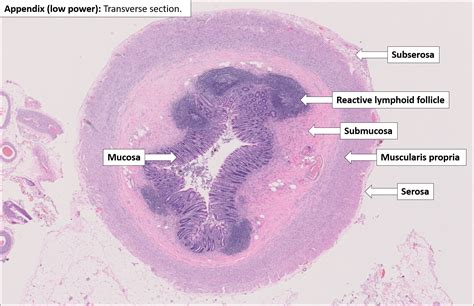 Appendix – Normal Histology – NUS Pathweb :: NUS Pathweb