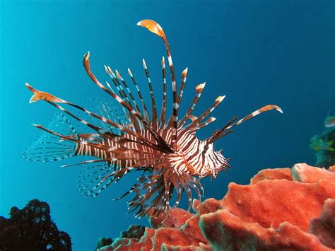 Musings of a Biologist and Dog Lover: Invasive Species - Lion Fish