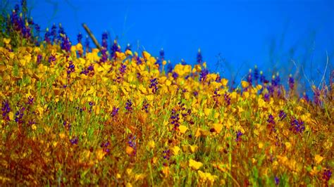 Sonoran Desert Wildflowers [4000x2248] [OC] : BotanicalPorn