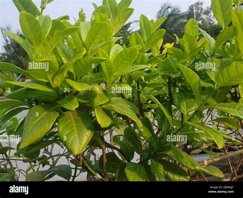 Yellow Allamanda cathartica on stone background Stock Photo - Alamy