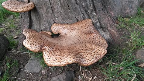 Dryads Saddle edible mushroom growing on a tree near my home in the ...