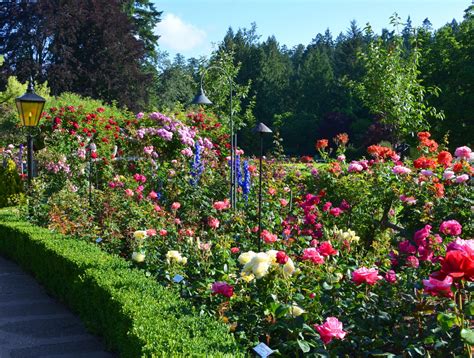 The Butchart Gardens – Victoria, Canada – Rose Garden