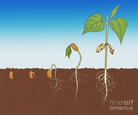 Stages Of Germination Photograph by Science Source - Fine Art America