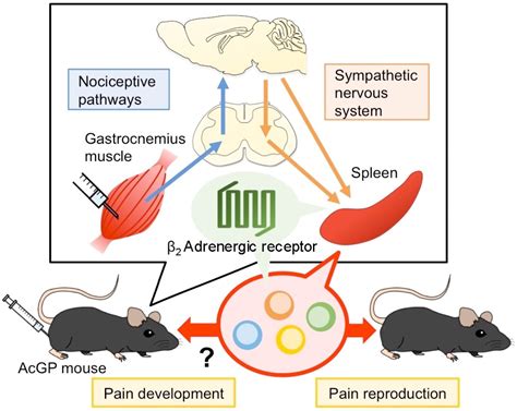 IJMS | Free Full-Text | Peripheral Beta-2 Adrenergic Receptors Mediate the Sympathetic Efferent ...