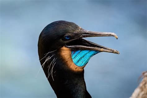 Breeding Brandt's Cormorants at La Jolla - Michael McAuliffe Photography