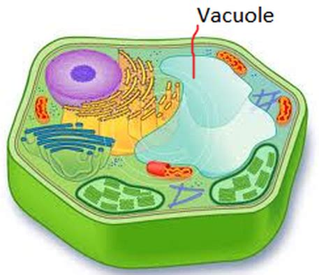 vacuole png 10 free Cliparts | Download images on Clipground 2024