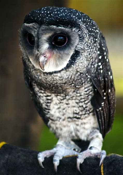 A Lesser Sooty Owl, Tyto multipunctata (Tytonidae). This species lives in the wet tropics region ...