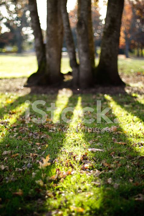 Shallow Dof Trees With Bokeh Stock Photo | Royalty-Free | FreeImages