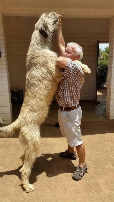 Pin by Chuck Browning on dogs | Wolfhound dog, Irish wolfhound, Giant dogs