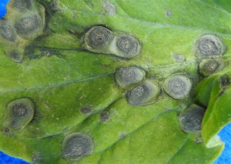 Septoria leaf spot on tomatoes | Vegetable Pathology – Long Island ...