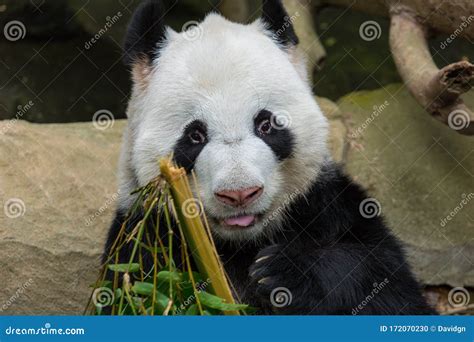 Panda Bear Eating Bamboo Portrait Stock Photo - Image of kingdom ...