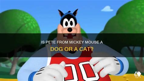 Is Pete From Mickey Mouse A Dog Or A Cat? | PetShun