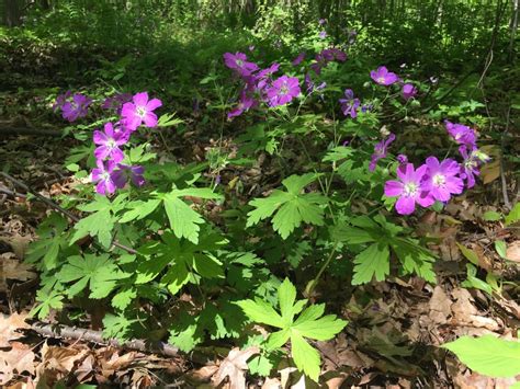 Do Deer Eat Geraniums? The Most Deer Resistant Geranium Varieties - Deer Gardener